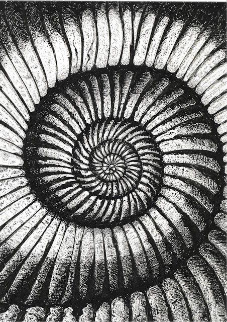 Large Ammonite -A3 Print